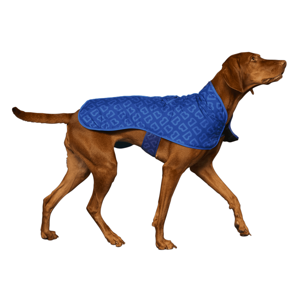 Dog Jacket Puddle Blue